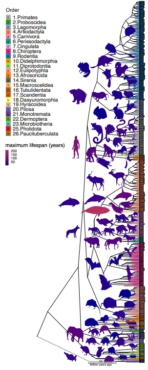 Phylogenetic tree of mammalian species coloured by maximum lifespan, spanning 26 taxonomic orders