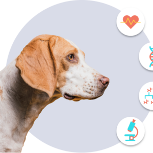 Epigenetic Biological Age Test for Dogs